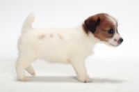 Picture of rough coated Jack Russell puppy, side view