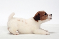 Picture of rough coated Jack Russell puppy