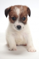 Picture of rough coated Jack Russell puppy, on white background