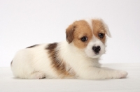 Picture of rough coated Jack Russell puppy, lying down