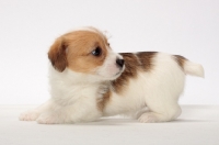 Picture of rough coated Jack Russell puppy, looking back