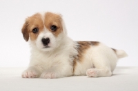 Picture of rough coated Jack Russell puppy, lying down