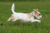 Picture of rough coated jack russell terrier
