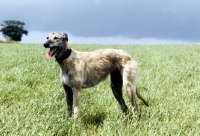 Picture of rough coated lurcher standing in a field