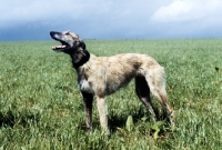 Picture of rough coated lurcher standing in a field