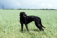 Picture of rough coated lurcher standing in a field
