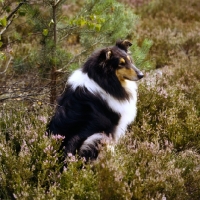 Picture of rough collie,  ch pelido black belle, sitting in heather
