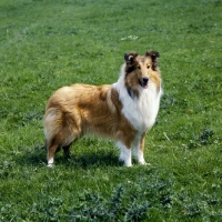 Picture of rough collie,  glenmist lovely romance standing on grass
