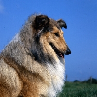 Picture of rough collie against blue sky looking down