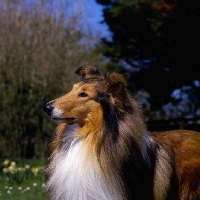 Picture of rough collie, antoc face the music, portrait