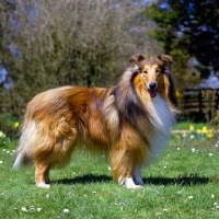 Picture of rough collie, Antoc Face The Music, standing on grass