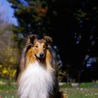 Picture of rough collie, antoc face the music, portrait,  with flowing hair