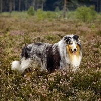 Picture of rough collie, ch cathanbrae polar moon at pelido blue merle, standing in heather