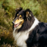 Picture of rough collie, ch pelido black belle, tri colour' in heather