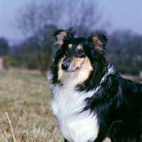 Picture of rough collie from glenmist kennel, portrait