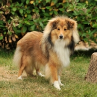 Picture of rough collie, full body