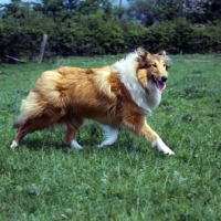 Picture of rough collie, glenmist lovely romance trotting past looking at camera