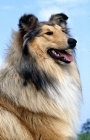 Picture of rough collie head portrait