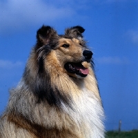 Picture of rough collie head study against blue sky