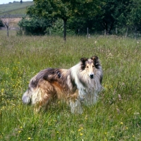 Picture of rough collie in field of long grass