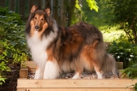 Picture of Rough Collie in garden