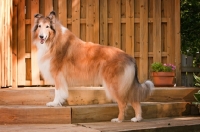 Picture of Rough Collie in garden