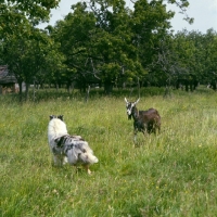 Picture of rough collie looking at a goat