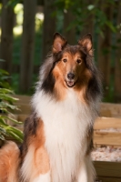Picture of Rough Collie looking at camera