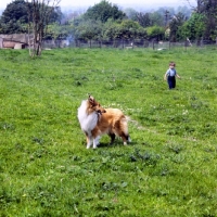 Picture of rough collie looking at young boy in a field