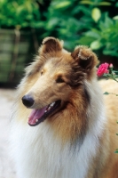Picture of Rough Collie looking cheerful