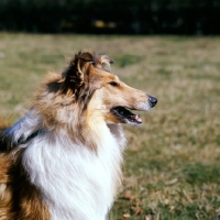 Picture of rough collie looking intently