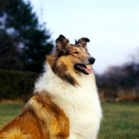 Picture of rough collie looking proud 