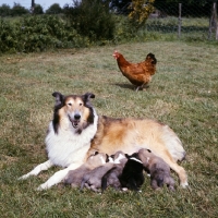 Picture of rough collie lying with puppies suckling, hen in background 