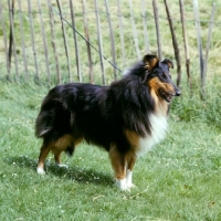 Picture of rough collie on lead