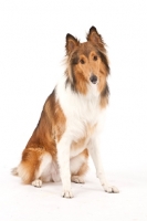 Picture of Rough Collie on white background