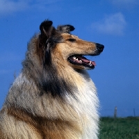 Picture of rough collie portrait against blue sky