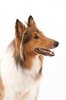 Picture of Rough Collie portrait on white background