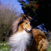 Picture of rough collie, portrait with coat blowing looking away