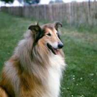 Picture of rough collie portrait