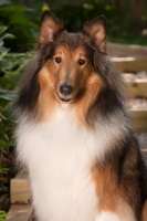 Picture of Rough Collie portrait