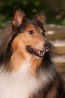 Picture of Rough Collie portrait