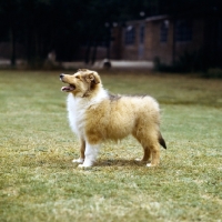 Picture of rough collie puppy in show pose