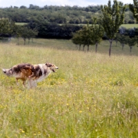 Picture of rough collie running in a field