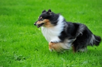 Picture of rough Collie running in field