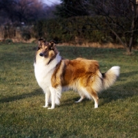 Picture of rough collie, sable and white 