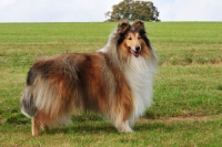 Picture of rough Collie, side view