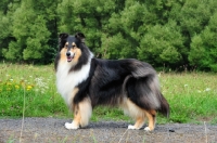 Picture of Rough Collie, side view