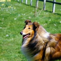 Picture of rough collie smiling,