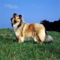 Picture of rough collie standing in a field