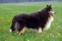 Picture of rough Collie standing in field